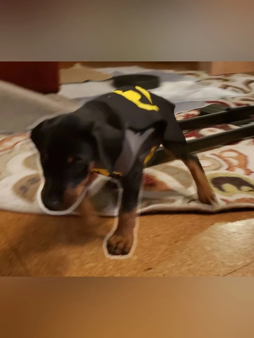 Batman Grey and Black dog Costume Shirt with Yellow Logo up to 20 lbs